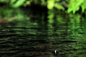 sensitive-water-surface-reflections-from-plants